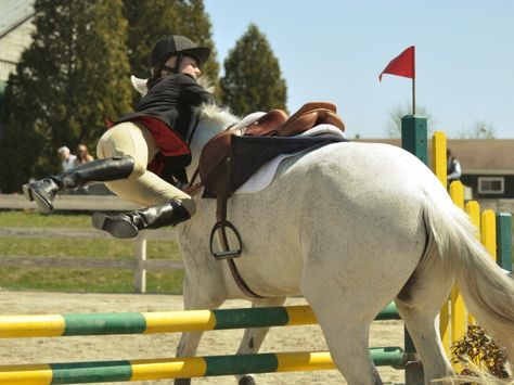 Les fonds d’écran - Un cheval blanc qui refuse un obstacle Jumping Pictures, Horse Ownership, Healthy Horses, Show Jumping Horses, Horse Gear, English Riding, In Memes, Horse Crazy, Horse Jumping