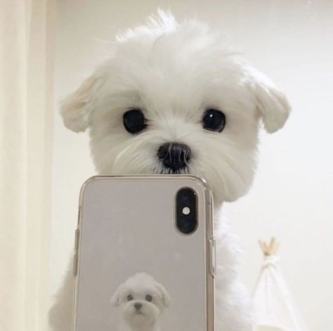 White Dog, Maltese, Screen, White