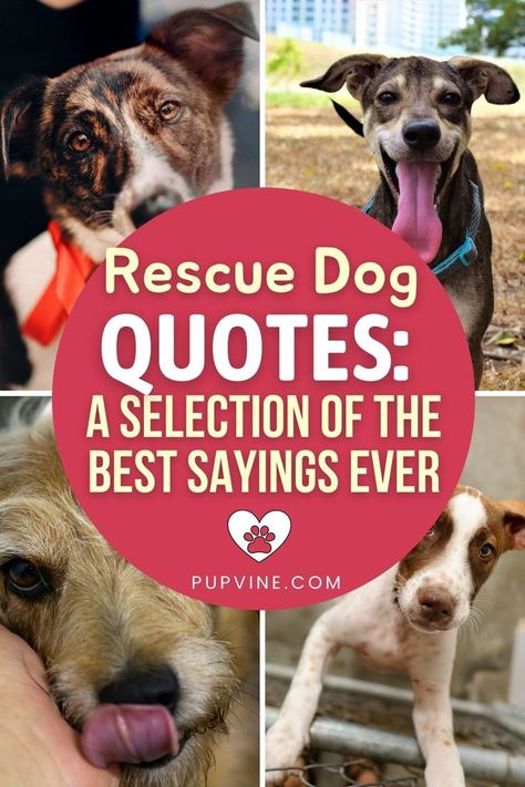 Foster Dog Quotes, Dog Birthday Quotes, Shelter Dog Quotes, Rescue Dog Quotes, Animal Rescue Quotes, Rescue Quotes, Animal Rescue Ideas, Charity Quotes, Best Dog Quotes