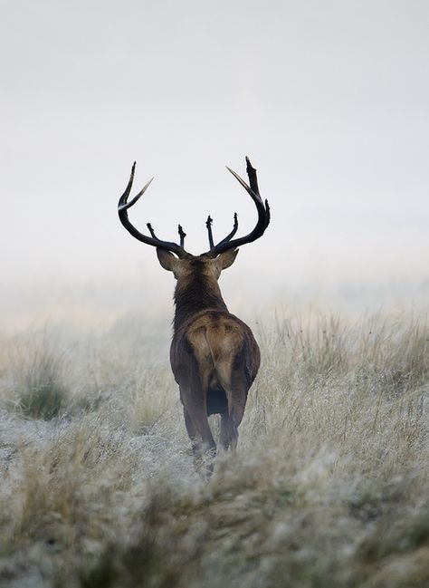 Regnul Animal, Foggy Day, Mule Deer, Manx, Into The Wild, A Deer, Deer Hunting, Pics Art, Hunting Fishing