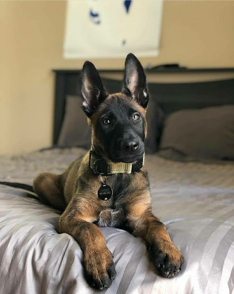 Dutch Shepherd Dog, Belgian Malinois Puppies, Belgium Malinois, Army Dogs, Malinois Puppies, Belgian Malinois Dog, Zombie Hunter, Malinois Dog, Belgian Shepherd