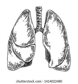 Lungs Sketch, Anatomy Lungs, Lungs Drawing, Lungs Art, Lung Anatomy, Medical Drawings, Human Lungs, Color Drawing Art, Human Anatomy Art