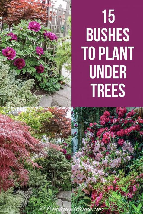 This list of bushes that thrive in the shade is AWESOME! So many beautiful flowers and they are all perennials that will look gorgeous in my garden design. #fromhousetohome #shrubs #gardenideas #shadegarden #shadelovingshrubs #shadeplants Best Shrubs For Shade, Evergreens For Shade, Shade Loving Shrubs, Plants Under Trees, Evergreen Bush, Shade Garden Design, Shade Shrubs, Flowering Bushes, Shade Garden Plants