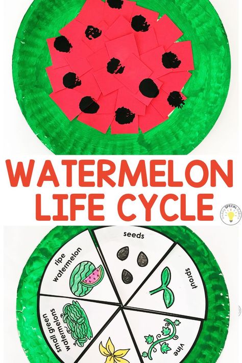 Teachers, are you looking for a fun theme to celebrate the end of the year with your students? Instead of a watermelon day enjoy a whole watermelon week! Kids will enjoy these fun watermelon crafts and sensory activities with this 5 day unit. The Watermelon Seed read aloud and comprehension, simple crafts with templates, end of the year writing activity, and lots of fun! Perfect for preschool, kindergarten, toddlers, or special education #watermeloncrafts #watermelonday #kidscraftideas #endofthe The Watermelon Seed Activities, Watermelon Theme Preschool Activities, Watermelon Day Kindergarten, Watermelon Lesson Plans Preschool, Watermelon Activities For Kindergarten, Watermelon Preschool Craft, Watermelon Crafts Preschool, Watermelon Crafts For Toddlers, Watermelon Activities For Preschool