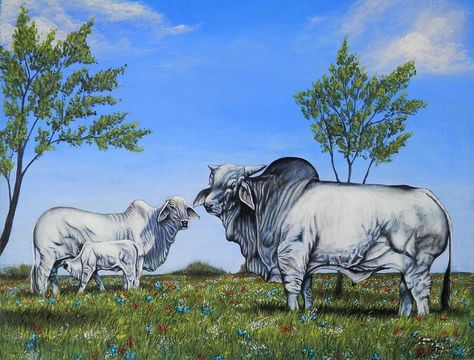 Cows Painting, Brahman Cattle, Farm Images, Mediums Of Art, Dairy Cattle, Cow Pictures, Farm Toys, Beautiful Wolves, Cow Painting