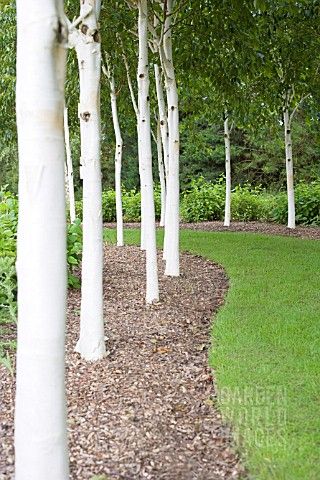 Birch Trees Garden, Balloon Bowls, Betula Utilis, Fabric Balloon, Birch Trees Landscaping, Backyard Trees, London Garden, Moon Garden, Kestrel