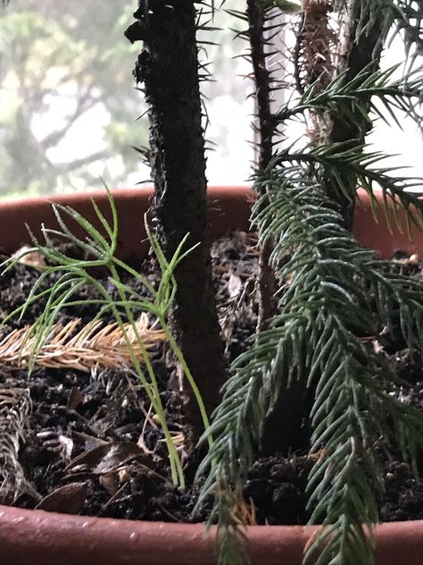 Norfolk Pine Care, Norfolk Island Pine, Propagate Plants, Plant Insects, Pine Bonsai, Live Christmas Trees, Norfolk Island, Norfolk Pine, Planting Ideas