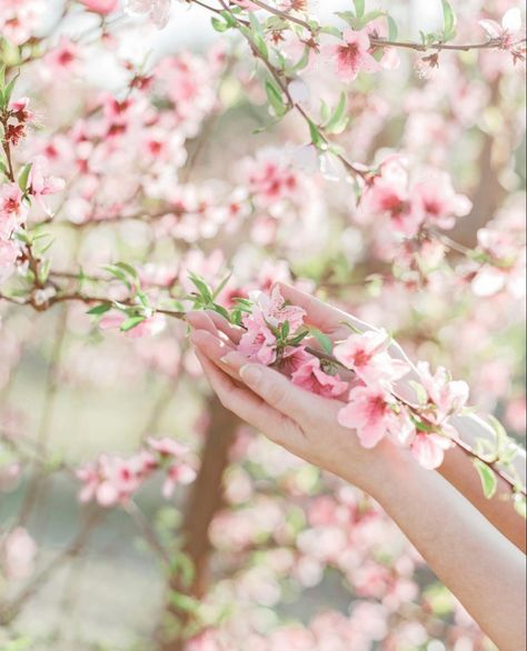 Photo by Amber Lacey Photography Blossom Photography, Peach Orchard, Dream Places, Peach Blossom, Peach Flowers, Peach Blossoms, Styled Shoot, Cherry Blossom, Photo Shoot