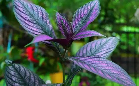 How to Grow Purple Persian Shield (Strobilanthes Dyeriana) - Gardening Channel Persian Shield Plant, Plants Pictures, Persian Shield, Fungus Gnats, Purple House, Live House Plants, Plant Indoor, Purple Plants, Inside Plants