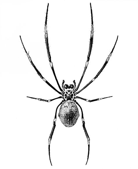 I like the shading on this used to show the shape of the spider, (reflections on carapace, shadow as the abdomen curves away, etc) but the level of detail and coloration is too much.  The spacial forms are obscured by these coloration details.  For example, the joints of the legs are shaded in bands, accurate, but you lose some of the detail showing the actual articulation of those joints. Spider Web Drawing, Natural History Illustration, Spider Illustration, Spider Drawing, History Illustration, Dotted Drawings, Halloween Spider Decorations, Horror Drawing, Spider Decorations