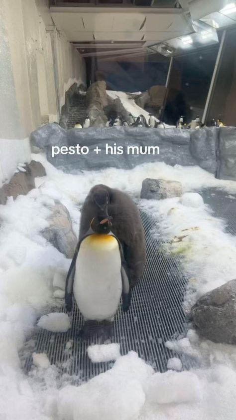 Pesto is an absolute unit holy heck, I didn’t realize how much bigger he was vs regular sized penguins of his species until this video Pesto The Penguin, Pesto Penguin, Absolute Unit, The Penguin, Pesto, Penguins, Animals, Quick Saves