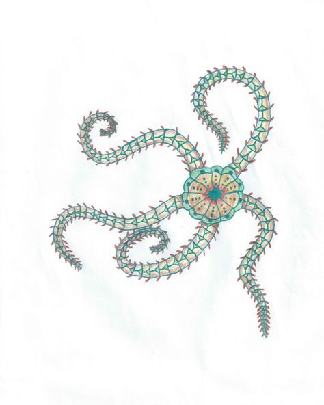 Brittle Star Brittle Star Tattoo, Brittle Sea Star Tattoo, Aquamarine Starfish Tattoo, Sea Star Tattoo, Starfish Drawing Aesthetic, Starfish Drawing Illustrations, Hawaii Tattoo, Starfish Tattoo, Brittle Star