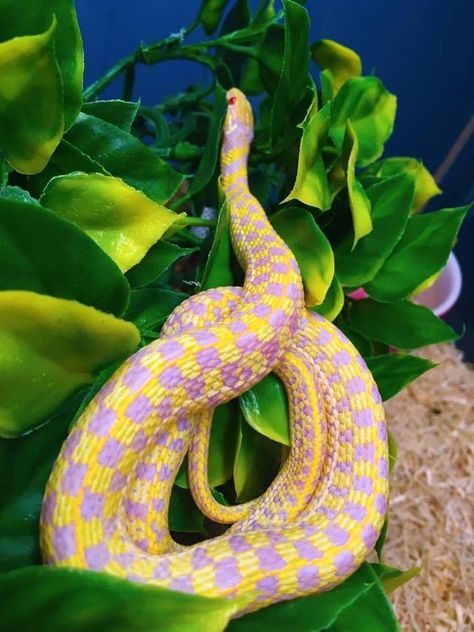 Garter Snake Enclosure, Gardner Snake, Gaboon Viper, Snake Enclosure, Snake Turtle, Mata Mata, Snake Photos, Cool Snakes, Garter Snake