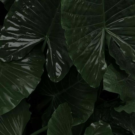 Dark Green Plants Aesthetic, Dark Greencore, Highlight Theme, Green Plants Aesthetic, Dark Green Plants, Emerald Green Aesthetic, Wallpaper Layouts, Green Moodboard, Green Widget