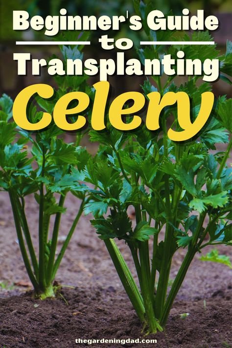 Do you love Celery and need to know how to transplant it? Follow The Gardening Dad to learn more about transplanting Celery. #Thegardeningdad #Celery #Vegetable Planting Celery, Homestead Tips, Easy Gardening Hacks, Garden Front Of House, Gardening Hacks, Community Garden, Diy Gardening, 140 Pounds, My Career