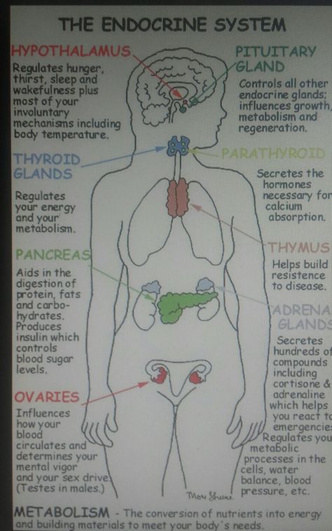 Endocrine Glands Drawing, Endocrine System Notes Aesthetic, Endocrine System Drawing, Endocrine System Notes, Nephron Anatomy, Nurses Notes, Nursing Knowledge, Med School Study, Biology Diagrams