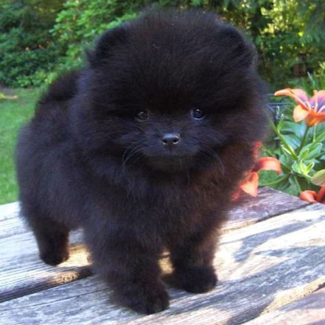 Cute Small Dogs: Cutest Dog Breeds That Stay Small Cutest Dog Breeds, Cute Small Dogs, Small Dogs, Dog Breeds, Puppies, Dogs