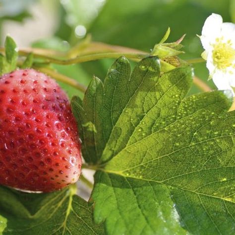 June-bearing strawberries typically flower in May in Michigan. Harvesting Strawberries, How To Plant Strawberries, How To Prepare Strawberry Plants For Winter, Plant Strawberries, Mother Garden Strawberry, Everbearing Strawberry Plants, Everbearing Strawberries, Michigan Gardening, Strawberry Varieties