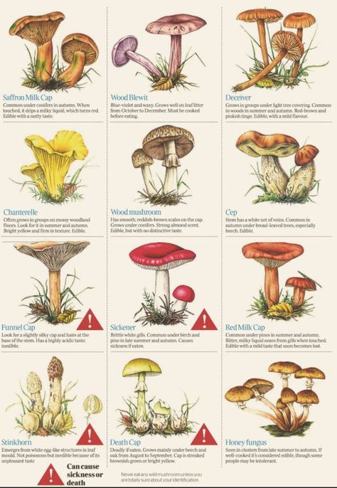 Different Types Of Mushrooms, Greener Grass, Types Of Mushrooms, Supraviețuire Camping, Adventure Pack, Survival Supplies, Survival Life Hacks, Survival Techniques, Survival Life