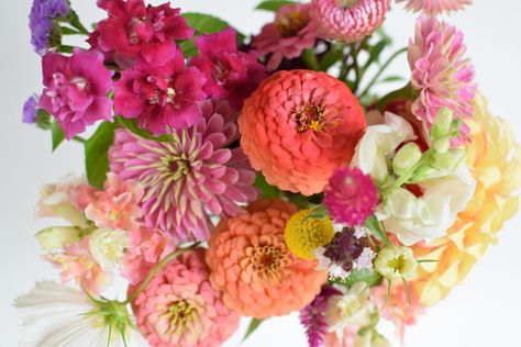 How to Grow Ranunculus for Cut Flowers - Three Girls In The Garden Grow Ranunculus, Spring Blooming Flowers, Growing Zucchini, Cupcake Toppers Free, Deer Fence, Growing Lettuce, Seed Starting Mix, Backyard Flocks, Three Girls