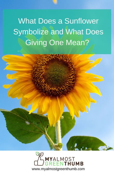 Ever wondered about the meaning and symbolism behind a sunflower? Here are a few tidbits of information to help you understand the sunflower and its significance. The post What Does a Sunflower Symbolize and What Does Giving One Mean?  appeared first on My Almost Green Thumb. Sunflower Symbolism Meaning, Sunflower Meaning, Growing Sunflowers, Planting Sunflowers, Water Nymphs, The Sunflower, Beautiful Centerpieces, Greek Words, Growing Indoors