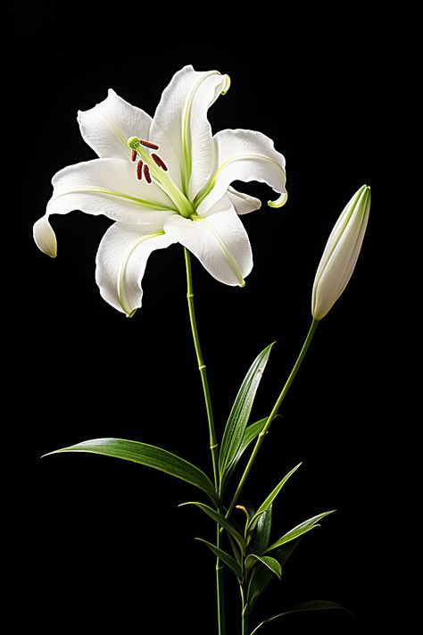 flower,lily,lucky,indoor,object,close-up,white White Lily Flower Aesthetic, Arum Lilly, Black Background Flower, Lily Photography, Lucky Wallpaper, White Camera, Wedding Icon, Summer Banner, Background Flower