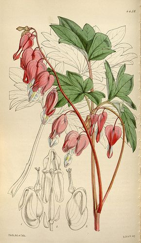 Dicentra Spectabilis, Botanic Painting, Botanical Printables, Missouri Botanical Garden, Loose Watercolor, Plant Drawing, Scientific Illustration, Botanical Drawings, Color Pencil Art