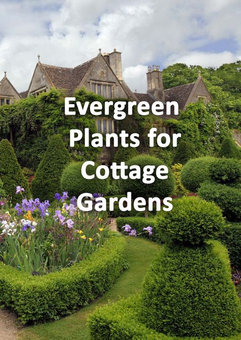 Evergreen Front Garden Uk, Evergreen Raised Bed, Winter Garden Landscape Design, Evergreen Garden Design Front Yards, Evergreen Garden Bed, Cottage Garden Winter, Cottage Garden Evergreen Plants, Planting In Front Of Hedge, Evergreen Front Garden