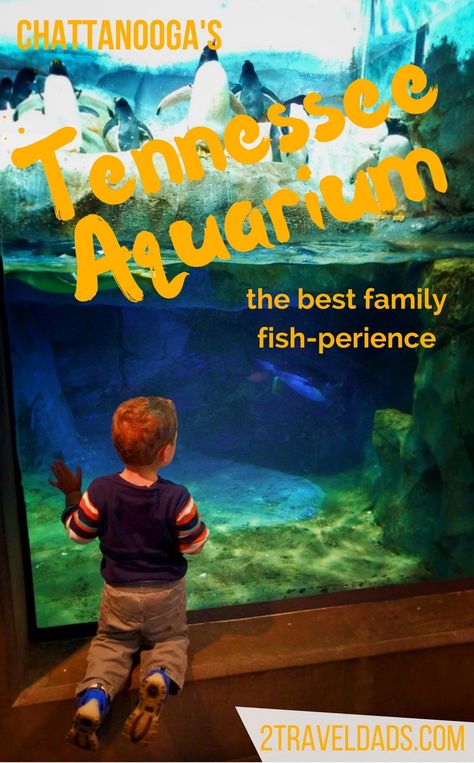 The USA has many aquariums, but the Tennessee Aquarium in Chattanooga provides the best collection of species with learning and visible conservation effort. 2traveldads.com Tennessee Aquarium Chattanooga, Newport Kentucky, Newport Aquarium, Tennessee Aquarium, Kentucky Travel, Tennessee Vacation, Gatlinburg Tennessee, Gatlinburg Tn, Mountain Vacations