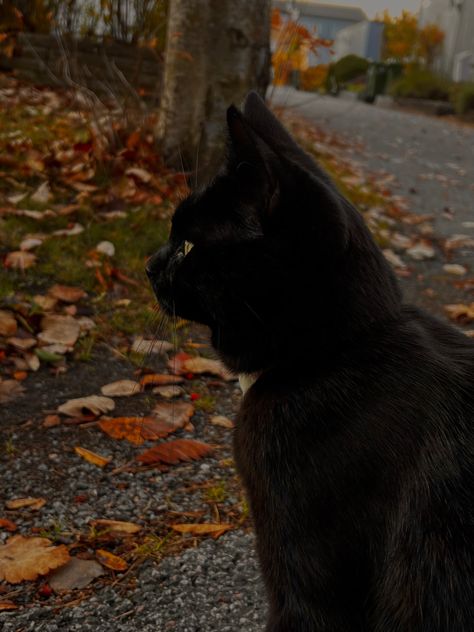 #animal #cat #blackcat #autumn Black Cats Halloween, Fallcore Aesthetic, Magical Pets, Black Fall Aesthetic, Black Cats Aesthetic, Autumn Cat, Fall Aesthetic Dark, Fall Cat, Autumn Cats