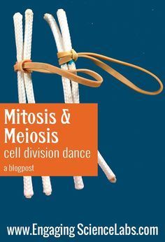 Use a series of ropes to serve as chromosomes that kids can hold as they walk through the steps of mitosis and meiosis. The blogpost outlines how to do it with your sixth, seventh, or eighth grade students. Great for teaching genetics in a middle school science classroom. This is one lesson in a series of hands-on explorations in a unit on genetics and heredity. This lab activity works well for 6th, 7th, or 8th grade science students. Mitosis And Meiosis, Elementary Science Teacher, Biology Activity, Middle School Science Activities, Life Science Activities, Middle School Science Classroom, School Biology, Middle School Activities, Biology Classroom