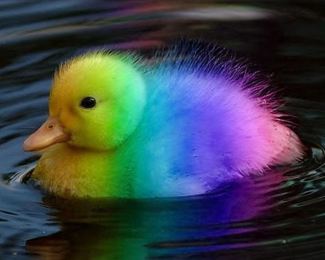 RAINBOW DUCK Rainbow Pictures, Rainbow Photo, Chinese Lantern, Baby Animals Pictures, Super Cute Animals, Colorful Animals, Cute Animal Photos, Cute Animal Pictures