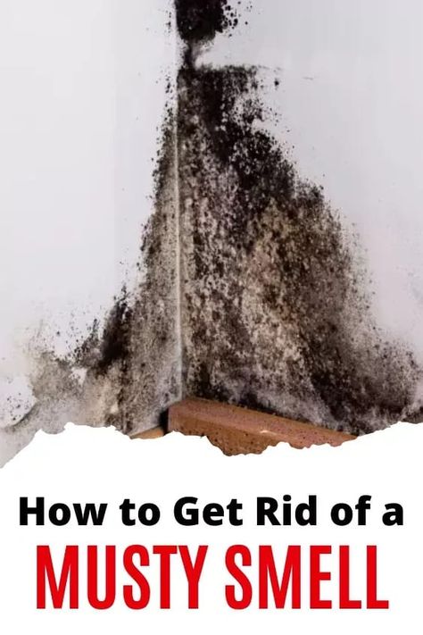 Read this guide to find out what things can cause your basement to smell musty, how to banish the cause of the odors and the odors themselves, and how to prevent the musty smell to begin with. Musty Smell In House, Old House Smells, Mold Smell, Mold And Mildew Remover, Carpet Smell, Hometalk Diy, Cave Basement, Mildew Remover, Forced Air Heating