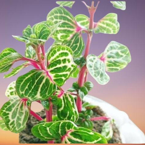 Iresine Plant, Iresine Herbstii, Chicken Gizzards, Red Veins, Liquid Fertilizer, Colorful Plants, Leaf Coloring, Growing Indoors, Colorful Leaves