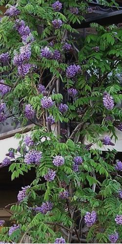 Amethyst Falls Wisteria - Wisteria frutescens 'Amethyst Falls' - 3 Gallon - New Arrivals Wisteria Tattoo, Wisteria Amethyst Falls, Arbor Diy, Tree Vines, Midwest Gardening, 2025 Plan, American Wisteria, Wisteria Vines, Coral Bark Japanese Maple