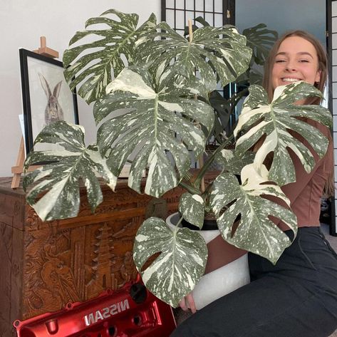 Tamla 🦋’s Instagram photo: “Monstera Thai Constellation update: Getting a bit too big for me to hold now 😆���🌴Swipe to see how much she’s grown since March this year 🙌🏽…” Thai Constellation Monstera, Monstera Thai Constellation, Thai Constellation, Fern Flower, Monstera Albo, Plant Pests, Backyard Plants, Plant Problems, Plant Guide