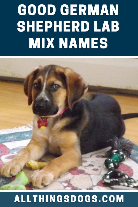 A Sheprador is perhaps one of the most family friendly dogs in the world. So why not make it an activity and sit down with your family and a list of good German Shepherd Lab Mix names and choose one that everyone likes. Read our guide for some ideas.  #germanshepherdlabmixnames #germanshepherdlabmix #shepradornames Shepherd Mix Puppies, Boxer Mix Puppies, Lab Mix Puppies, Family Friendly Dogs, Puppy Fever, Labrador Dogs, German Shepherd Breeds, Best Dogs For Families, Shepherd Dog Breeds