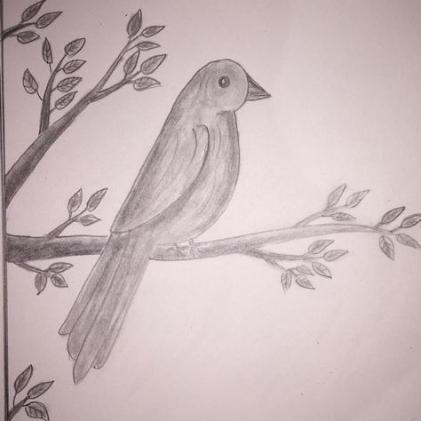 Bird Pencil Drawings Easy, Easy Bird Drawing, Sketch Step By Step, Draw A Bird, Birds Drawing, Easy Bird, Exam Quotes, Bird Sketch, Bird Drawing