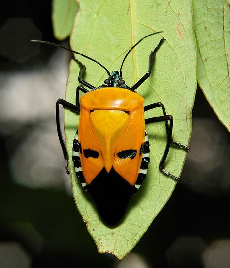 Man-faced Shield Bug (Catacanthus incarnatus, Pentatomidae) Shield Bug, Weird Insects, Shield Bugs, Cool Insects, Yunnan China, Stink Bugs, Cool Bugs, Beetle Bug, The Bug