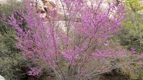 California native trees for shade Western Redbud, Redbud Trees, California Native Garden, California Plants, Habitat Garden, Redbud Tree, Waterwise Garden, California Native Plants, California Garden