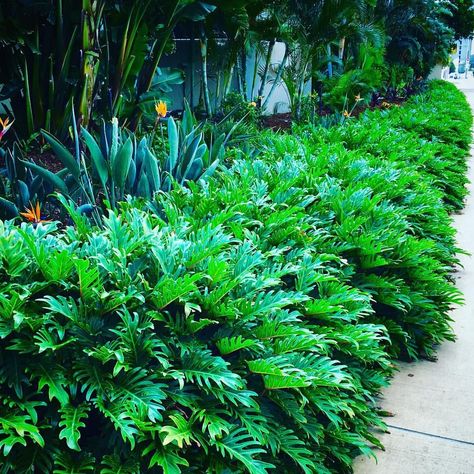 Philodendron Xanadu, Balinese Garden, Tropical Garden Design, Tropical Backyard, Pool Landscape Design, Tropical Landscape, Tropical Gardens, Backyard Pool Landscaping, Garden Types