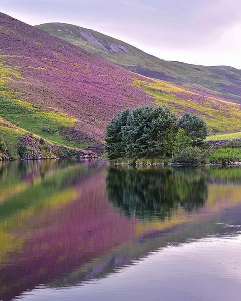 VisitScotland az Instagramon: „Have YOU explored any of the Pentland Hills Regional Park?💜 Situated just south of Edinburgh, it really is the perfect place to get back in…” Pentland Hills, Test Your Iq, Scottish Heather, Best Of Scotland, Calming Pictures, Scotland Landscape, Scotland Trip, Scotland Highlands, Visit Scotland