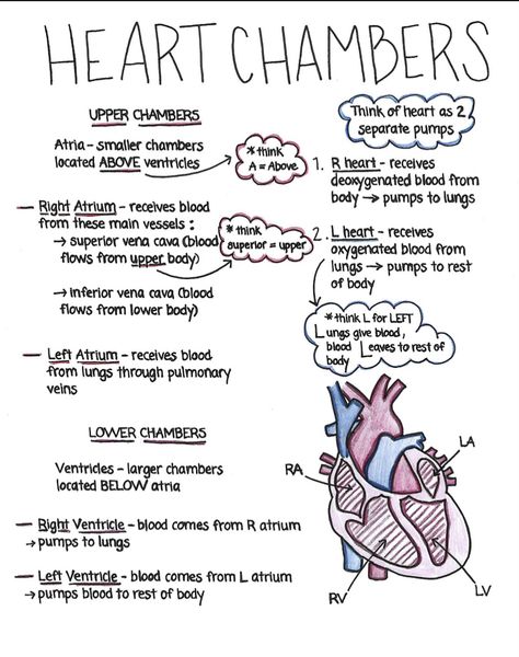 Ekg Study Notes, A&p Notes Nursing Schools, Heart Nursing Notes, Emt Notes Cheat Sheets, Vtne Study Notes, Nurse Terminology, Nurse Notes Aesthetic, Surgeon Notes, Medical Assistant Notes