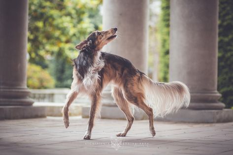 borzoi posts - DIRTCORE RIGHTS! Borzoi Photography, Dog Poses Reference Photo, Dog Reference Photo, Dog Poses Reference, Animal Reference Photos, Dog Reference, Wolf Poses, Silken Windhound, Dog Anatomy