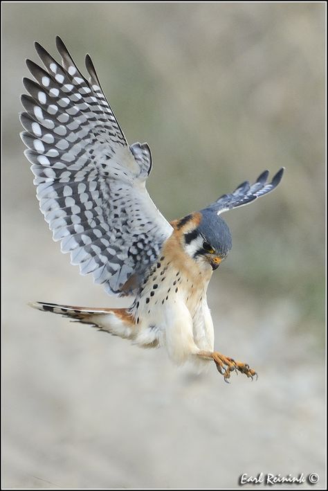 Bird Of Prey Tattoo, Raptors Bird, American Kestrel, Animals Photography, Spirit Animals, Kestrel, Bird Wallpaper, Beer Labels, Bird Pictures