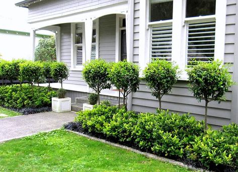 Seed Landscapes, landscape design in Auckland Villa Architecture, Cheap Landscaping Ideas, Funny Vine, Front Gardens, Modern Front Yard, Front Garden Design, Front Yard Design, Front Landscaping, Cottage Gardens