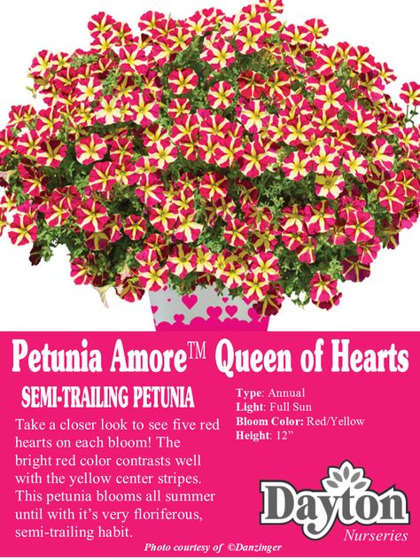 Petunia Amore™ Queen of Hearts - Take a closer look to see five red hearts on each bloom! The bright red color contrasts well with the yellow center stripes. This petunia blooms all summer until with it’s very floriferous, semi-trailing habit. Red Petunias, Blooms All Summer, Growing Peonies, Fancy Flowers, Red Y, Backyard Diy, Red Hearts, Red And Yellow, Diy Backyard