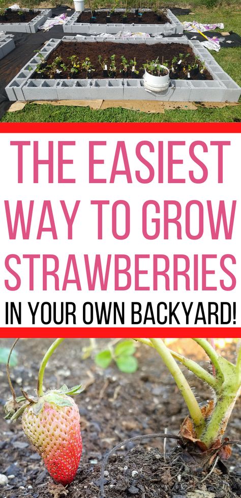 Strawberry Plant Care, When To Plant Strawberries, Types Of Strawberries, Everbearing Strawberries, Strawberries In Containers, Grow Strawberries, Strawberry Beds, Strawberry Planters, Strawberry Garden