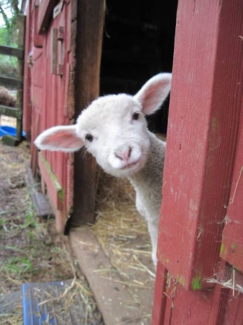 With Hook and Needle: Selling Blog Red Barn Door, Sabbath Rest, Regnul Animal, Happy Sabbath, Beautiful Scripture, Baby Lamb, Shabbat Shalom, Encouraging Quotes, A Sheep