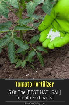 Wallpapers Fall Aesthetic, Wallpapers Fall, Diy Fertilizer, Tomato Fertilizer, Growing Tomato Plants, River Rock Garden, Tattoo Plant, Tomato Seedlings, Landscape Rock